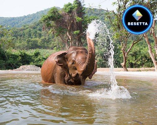 Pattaya Elephant Sanctuary