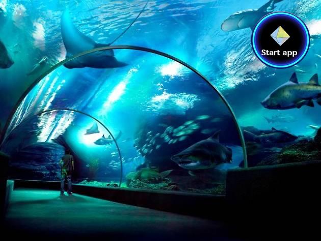 SeaLife Bangkok สยาม พารากอน