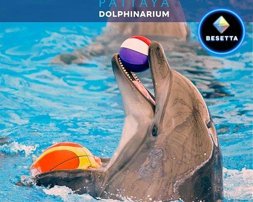 Pattaya Dolphinarium