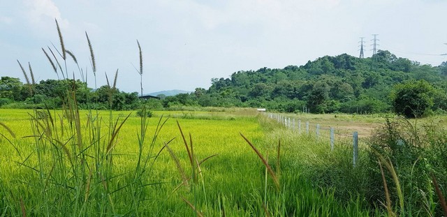 ขายที่วิวเขาล้อม ท้ายติดลำรางสาธารณะ เนื้อที่ 4-3-30 ไร่ ต.ท่ามะปราง แก่งคอย สระบุรี