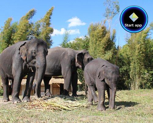 Karen Elephant Family