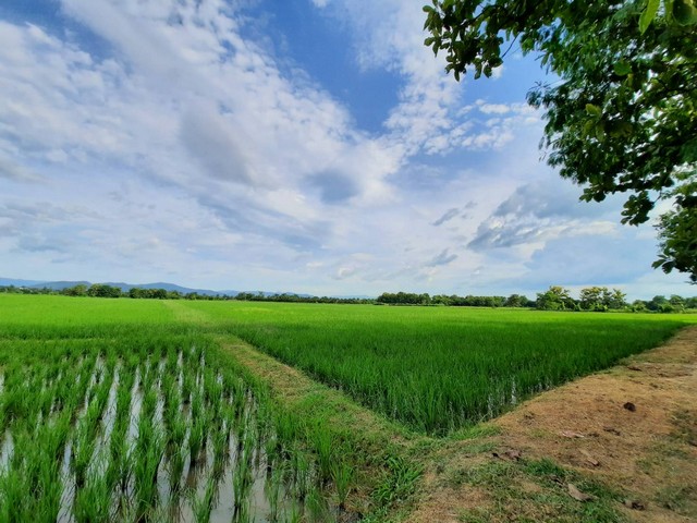 ที่ดินทำเลดีวิวสวยโอบล้อมด้วยธรรมชาติ บรรยากาศรีสอร์ท เชียงใหม่