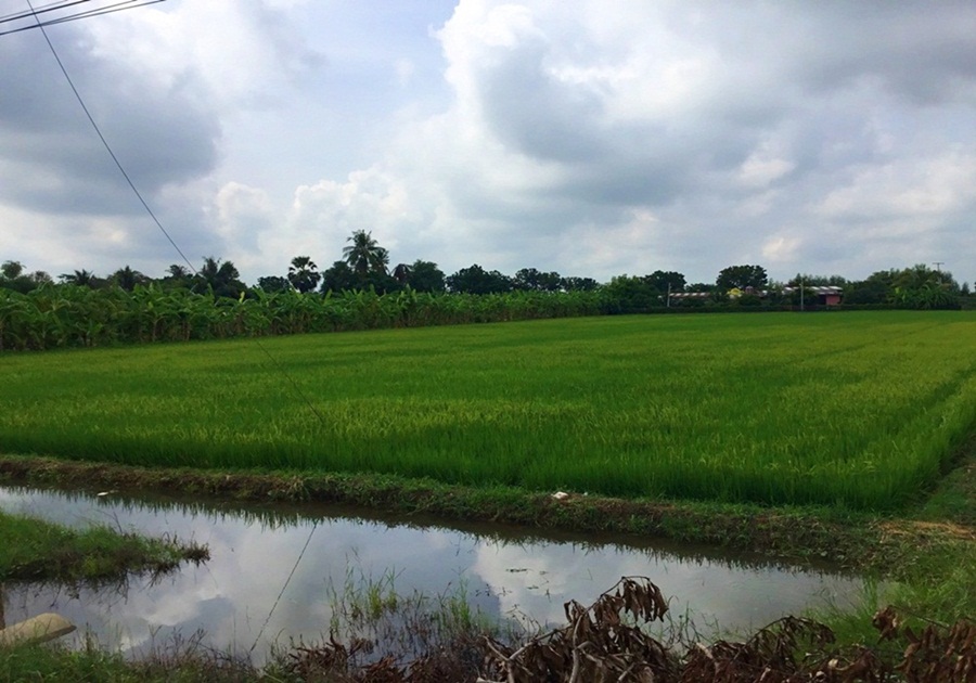 ขายที่ดิน 5 ไร่ ใกล้สำนักงานเทศบาลตำบลขุนพัดเพ็ง อำเภออู่ทอง สุพรรณบุรี