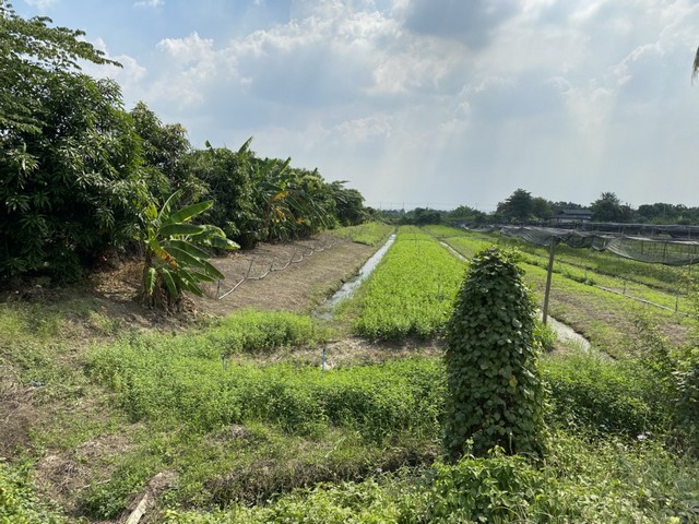  ขายด่วน ที่ดินทำเลสวย บรรยากาศดี ตำบลบ้านใหม่ อำเภอบางใหญ่ จังหวัดนนทบุรี