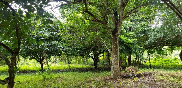 ขายที่สวนหน้าติดถนนลาดยาง ท้ายติดลำธาร เนื้อที่ 4 ไร่ 67 ตรว ต.เขาพระ อ.เมืองนครนายก จ.นครนายก